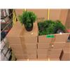 Image 1 : Case of 48 New 8" Artificial Plants