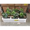 Image 1 : 4 Cases of 6 New 7" Artificial Plants