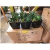 Image 1 : 7 Cases of 6 New 8" Artificial Plants