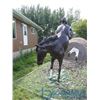 Image 2 : Life Size Bucking Horse