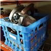 Image 1 : BLUE CRATE OF TOOLS AND CIRCULAR SAW