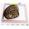 Image 1 : AMMONITE SHELL FOSSIL.