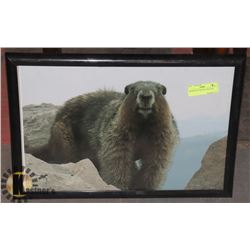FRAMED PICTURE OF A BEAVER.