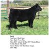 Image 1 : Lot 1 - Black Steer