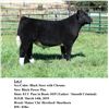 Image 1 : Lot 4 - Black Steer w/Chrome