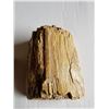 Image 2 : 6 PIECES PETRIFIED WOOD