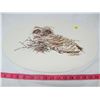 Image 1 : OVAL SHAPED PICTURE OF OWL (UNFRAMED) *JUNIOR HORNED OWL* (STEINBURG)