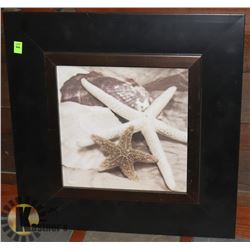 FRAMED SEASHELL PICTURE