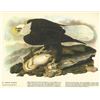 Image 1 : c1946 Audubon Print, Bald Eagle #31
