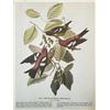 Image 2 : c1946 Audubon Print, # 364 White-Winged Crossbill