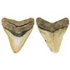 Image 1 : Megalodon (huge shark) tooth, Miocene era (approx. 3.6 to 23 million years old), from near Lee Creek