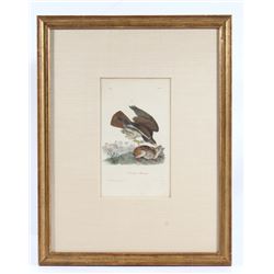 John James Audubon  Common Buzzard  Lithograph
