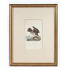Image 1 : John James Audubon "Common Buzzard" Lithograph
