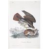 Image 2 : John James Audubon "Common Buzzard" Lithograph