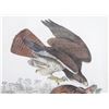 Image 3 : John James Audubon "Common Buzzard" Lithograph