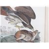Image 4 : John James Audubon "Common Buzzard" Lithograph