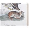 Image 5 : John James Audubon "Common Buzzard" Lithograph