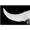 Image 10 : Large Great American Trophy Buffalo Skull