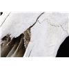 Image 12 : Large Great American Trophy Buffalo Skull