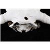 Image 13 : Large Great American Trophy Buffalo Skull