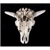 Image 14 : Large Great American Trophy Buffalo Skull