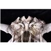Image 18 : Large Great American Trophy Buffalo Skull