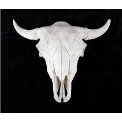 Large Great American Trophy Buffalo Skull