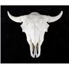 Image 1 : Large Great American Trophy Buffalo Skull
