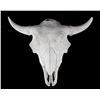 Image 2 : Large Great American Trophy Buffalo Skull