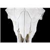 Image 4 : Large Great American Trophy Buffalo Skull