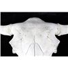 Image 5 : Large Great American Trophy Buffalo Skull