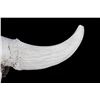 Image 9 : Large Great American Trophy Buffalo Skull