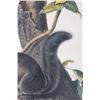Image 10 : 1847 John Audubon Life Size Squirrel Lithograph