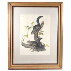 1847 John Audubon Life Size Squirrel Lithograph