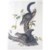 Image 2 : 1847 John Audubon Life Size Squirrel Lithograph