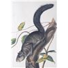 Image 3 : 1847 John Audubon Life Size Squirrel Lithograph