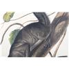 Image 5 : 1847 John Audubon Life Size Squirrel Lithograph