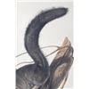 Image 6 : 1847 John Audubon Life Size Squirrel Lithograph