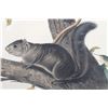 Image 7 : 1847 John Audubon Life Size Squirrel Lithograph
