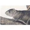 Image 8 : 1847 John Audubon Life Size Squirrel Lithograph
