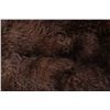 Image 8 : Trophy Alaskan Kodiak Bear Rug MASSIVE