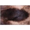 Image 10 : Montana Wolverine Taxidermy Hide
