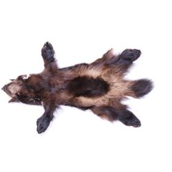 Montana Wolverine Taxidermy Hide
