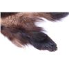 Image 4 : Montana Wolverine Taxidermy Hide