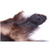 Image 6 : Montana Wolverine Taxidermy Hide