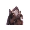 Image 7 : Montana Wolverine Taxidermy Hide