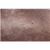 Image 10 : Professionally Tanned Caribou Hide