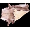 Image 11 : Professionally Tanned Caribou Hide