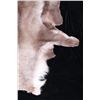 Image 2 : Professionally Tanned Caribou Hide