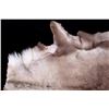 Image 3 : Professionally Tanned Caribou Hide